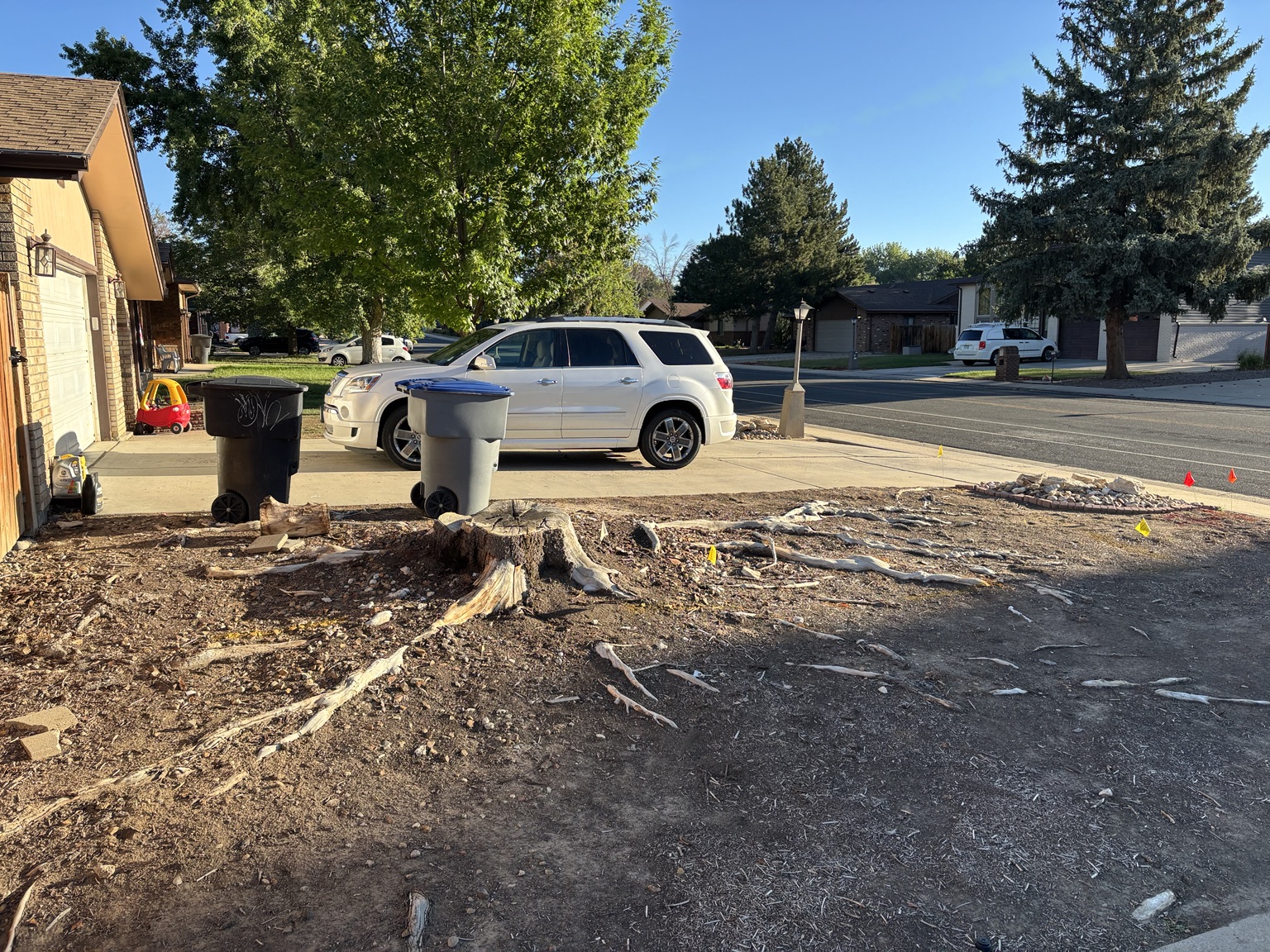 Before root removal — exposed tree stump and surface roots in a Longmont yard